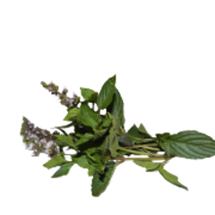 menta piperita pianta per sito 240x180ns